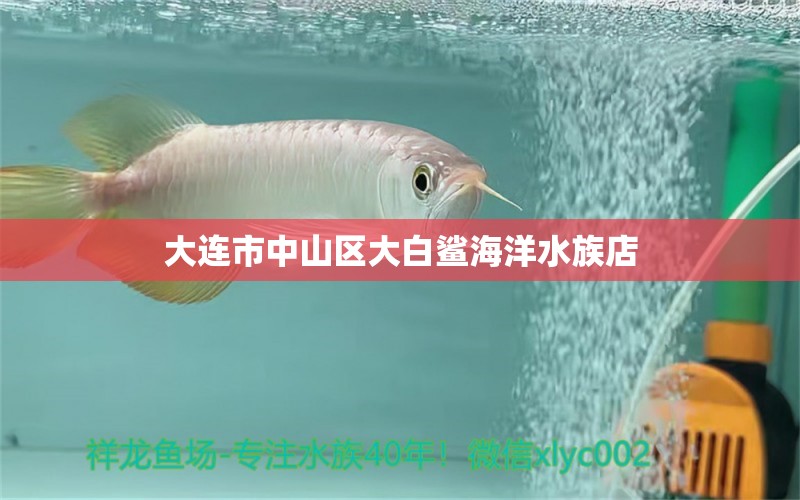 大连市中山区大白鲨海洋水族店