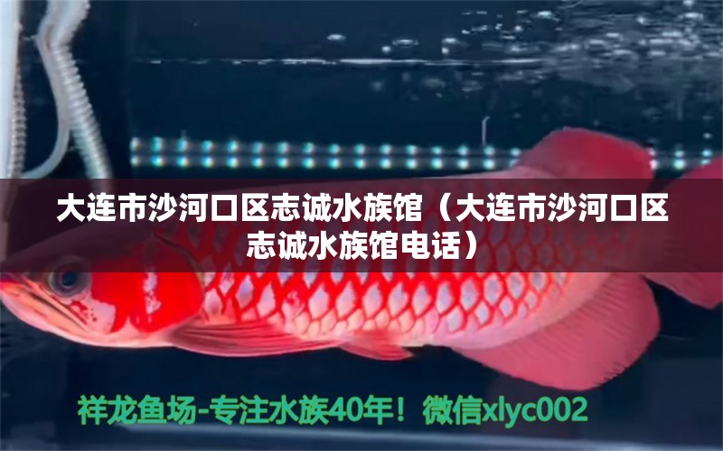 大连市沙河口区志诚水族馆（大连市沙河口区志诚水族馆电话）