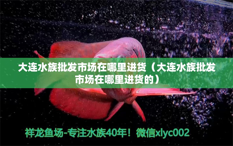 大连水族批发市场在哪里进货（大连水族批发市场在哪里进货的）