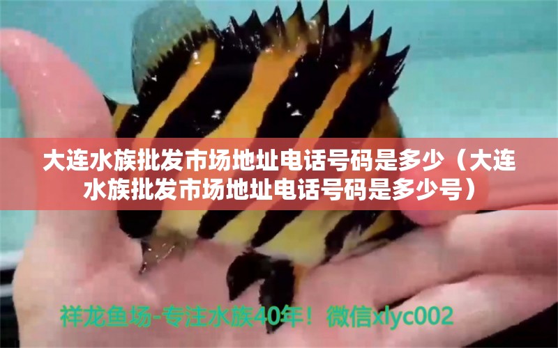 大连水族批发市场地址电话号码是多少（大连水族批发市场地址电话号码是多少号）