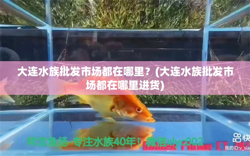 大连水族批发市场都在哪里？(大连水族批发市场都在哪里进货) 观赏鱼水族批发市场