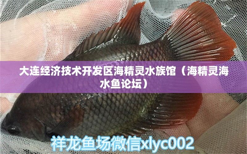 大连经济技术开发区海精灵水族馆（海精灵海水鱼论坛）