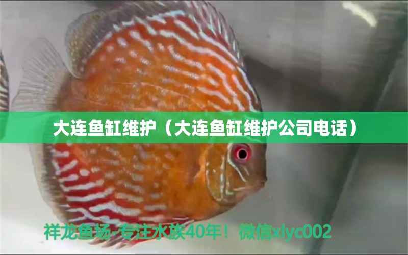 大连鱼缸维护（大连鱼缸维护公司电话） 黄金猫鱼百科 第1张