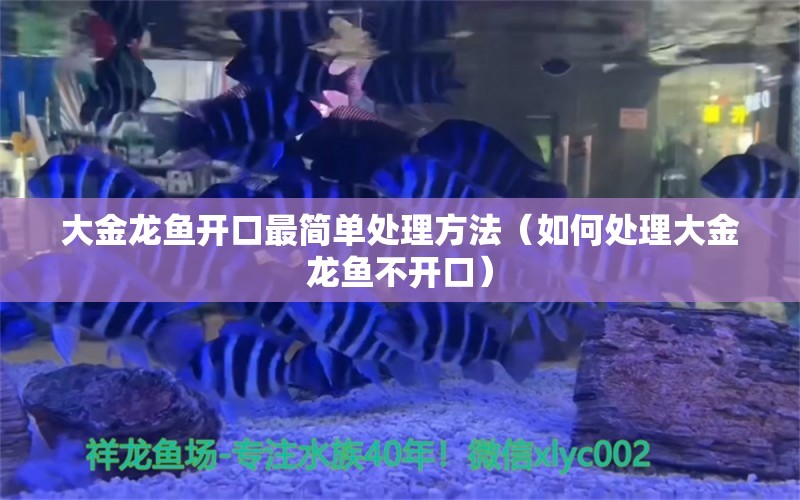 大金龙鱼开口最简单处理方法（如何处理大金龙鱼不开口） 鱼缸风水 第2张