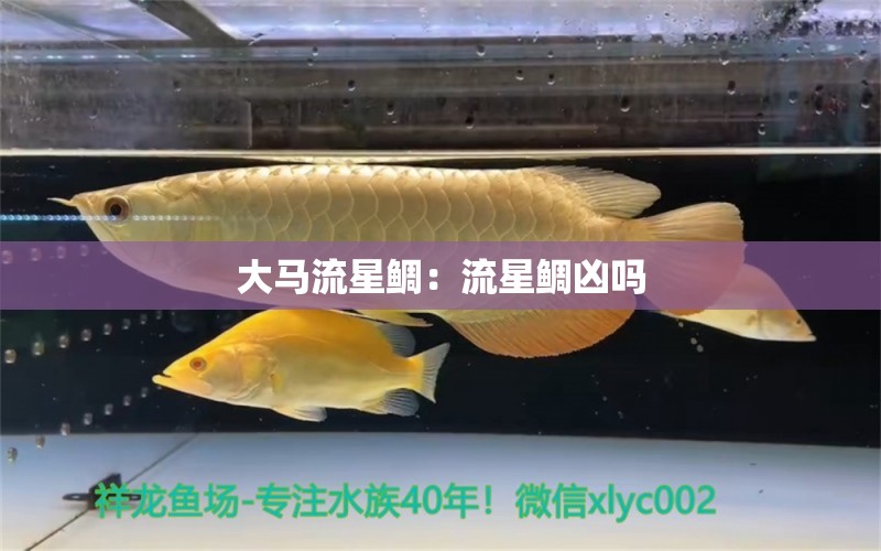 大马流星鲷：流星鲷凶吗 观赏鱼 第1张