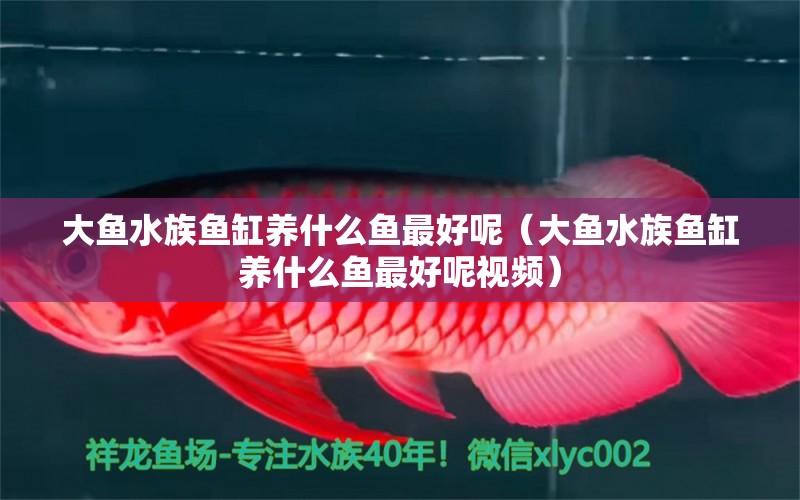 大鱼水族鱼缸养什么鱼最好呢（大鱼水族鱼缸养什么鱼最好呢视频） 龙鱼百科