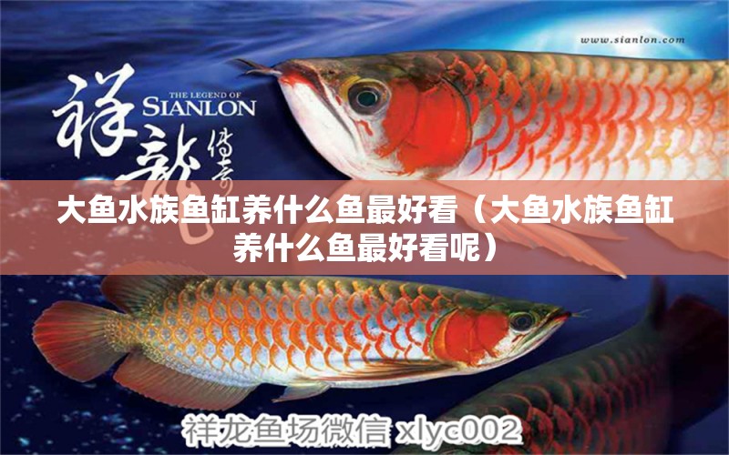 大鱼水族鱼缸养什么鱼最好看（大鱼水族鱼缸养什么鱼最好看呢）