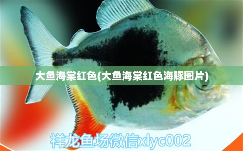 大鱼海棠红色(大鱼海棠红色海豚图片) 水族杂谈