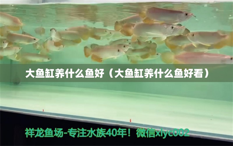 大鱼缸养什么鱼好（大鱼缸养什么鱼好看） 祥龙水族医院