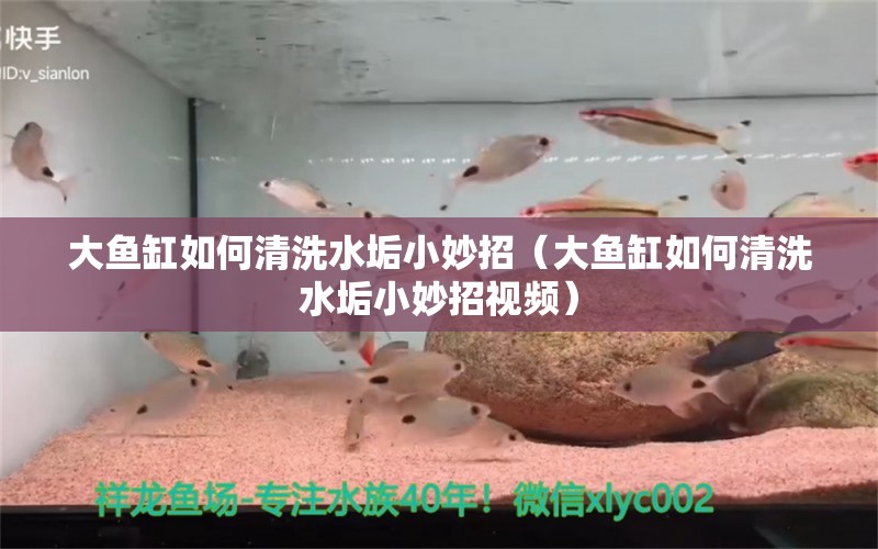 大鱼缸如何清洗水垢小妙招（大鱼缸如何清洗水垢小妙招视频）