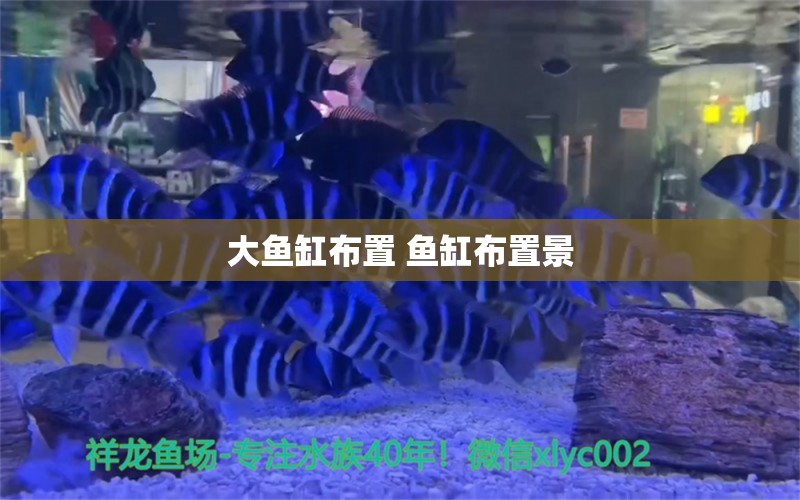 大鱼缸布置 鱼缸布置景