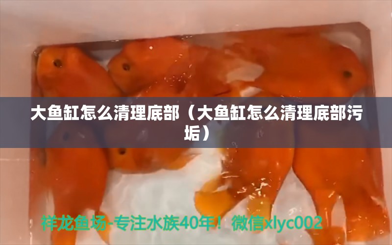 大鱼缸怎么清理底部（大鱼缸怎么清理底部污垢）