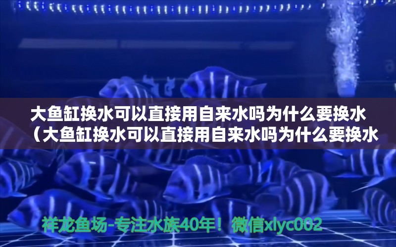 大鱼缸换水可以直接用自来水吗为什么要换水（大鱼缸换水可以直接用自来水吗为什么要换水呢）