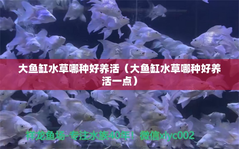 大鱼缸水草哪种好养活（大鱼缸水草哪种好养活一点） 水草