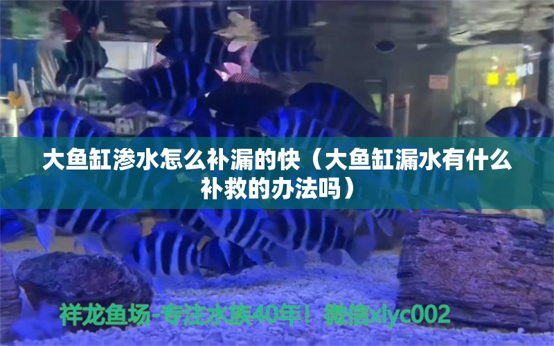 大鱼缸渗水怎么补漏的快（大鱼缸漏水有什么补救的办法吗） 广州观赏鱼批发市场