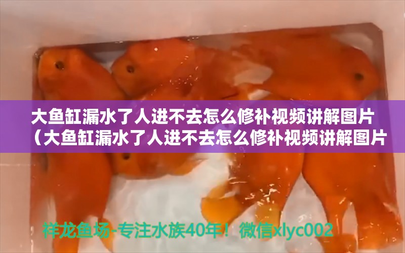 大鱼缸漏水了人进不去怎么修补视频讲解图片（大鱼缸漏水了人进不去怎么修补视频讲解图片大全） 祥龙鱼场