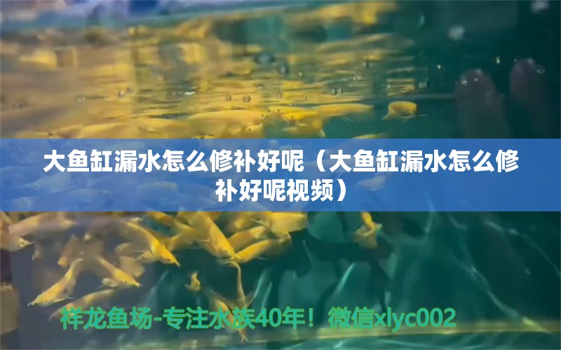 大鱼缸漏水怎么修补好呢（大鱼缸漏水怎么修补好呢视频）