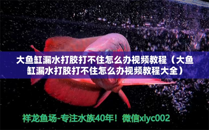 大鱼缸漏水打胶打不住怎么办视频教程（大鱼缸漏水打胶打不住怎么办视频教程大全）