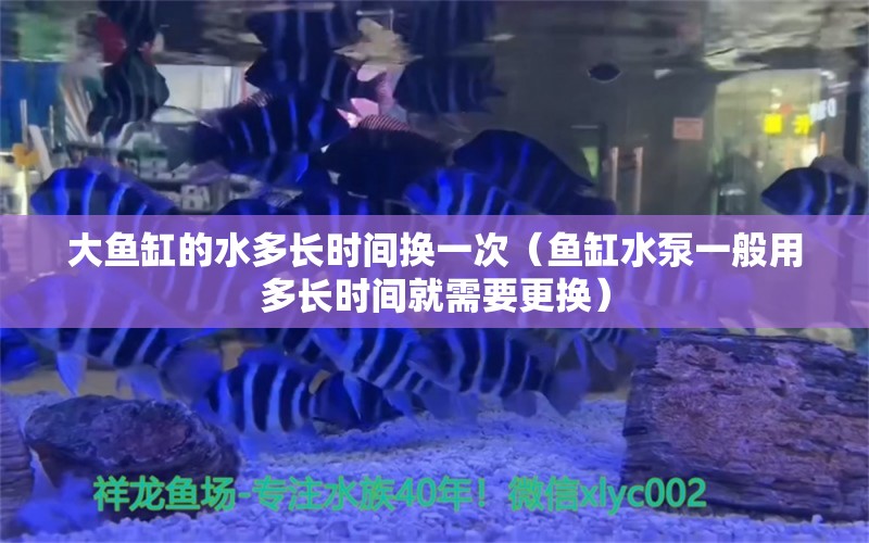 大鱼缸的水多长时间换一次（鱼缸水泵一般用多长时间就需要更换）