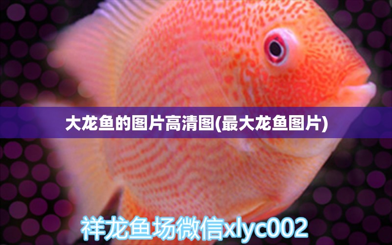 大龙鱼的图片高清图(最大龙鱼图片) 祥龙水族滤材/器材 第1张