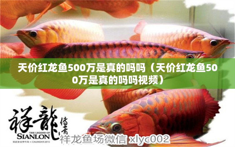 天价红龙鱼500万是真的吗吗（天价红龙鱼500万是真的吗吗视频） 印尼红龙鱼