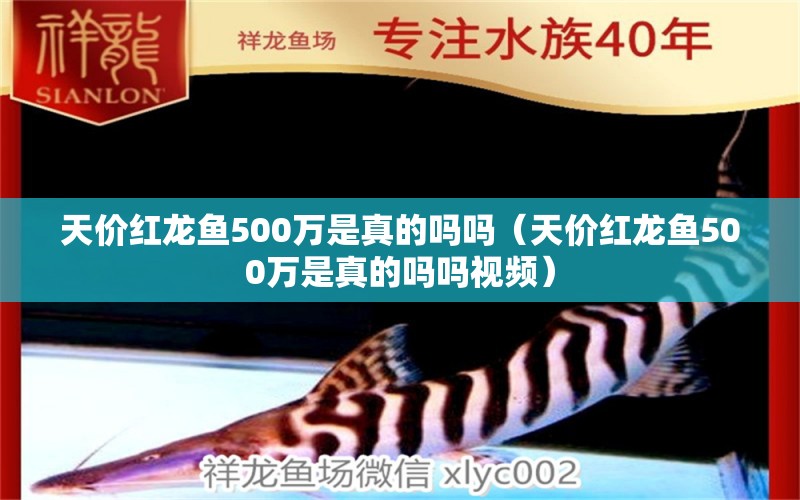 天价红龙鱼500万是真的吗吗（天价红龙鱼500万是真的吗吗视频）