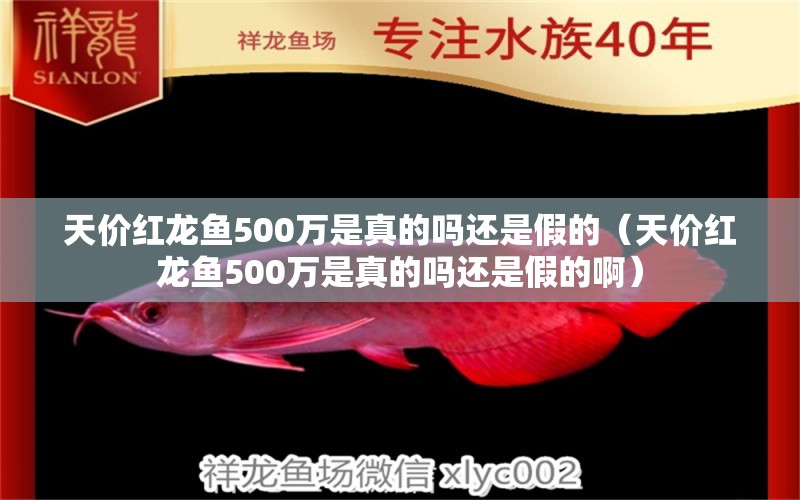 天价红龙鱼500万是真的吗还是假的（天价红龙鱼500万是真的吗还是假的啊） 印尼红龙鱼