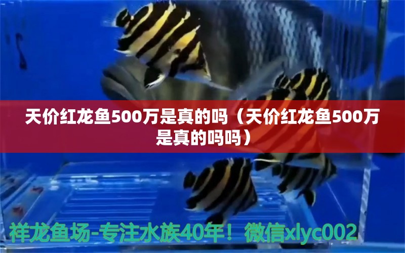 天价红龙鱼500万是真的吗（天价红龙鱼500万是真的吗吗）