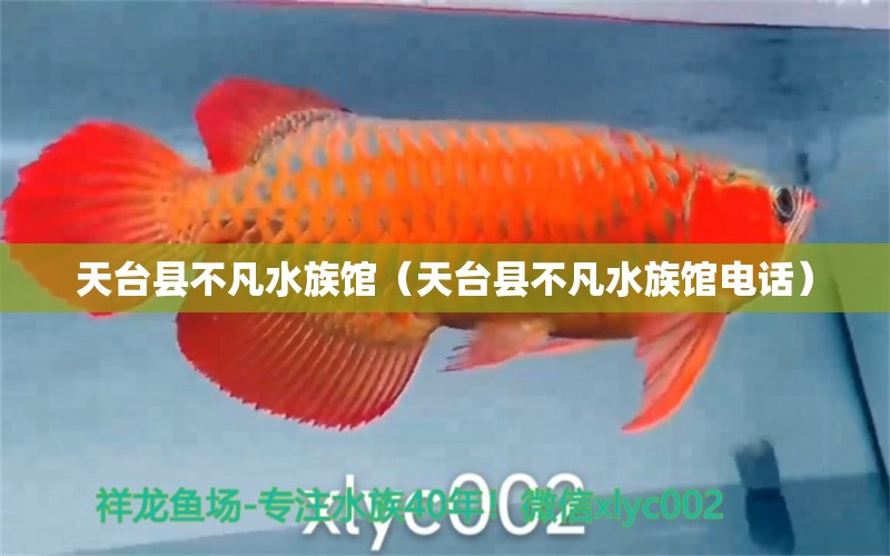 天台县不凡水族馆（天台县不凡水族馆电话） 全国水族馆企业名录