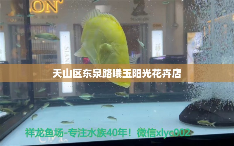 天山区东泉路曦玉阳光花卉店 全国水族馆企业名录