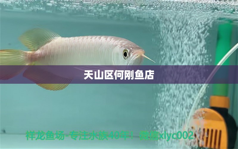 天山区何刚鱼店 全国水族馆企业名录