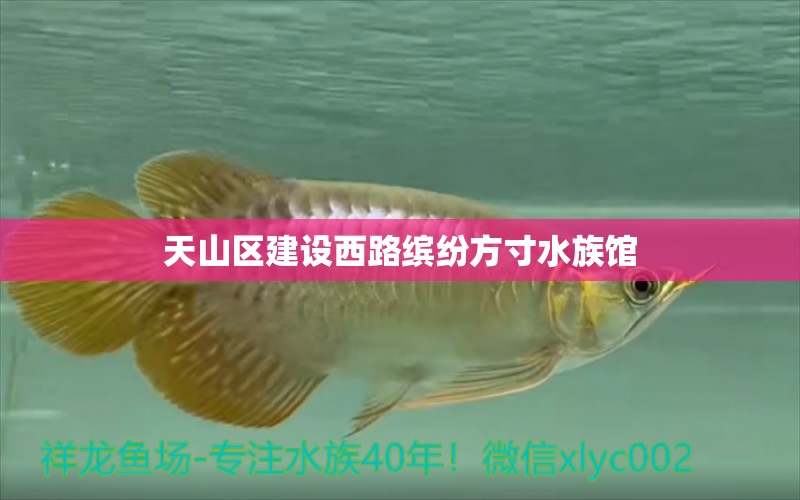 天山区建设西路缤纷方寸水族馆