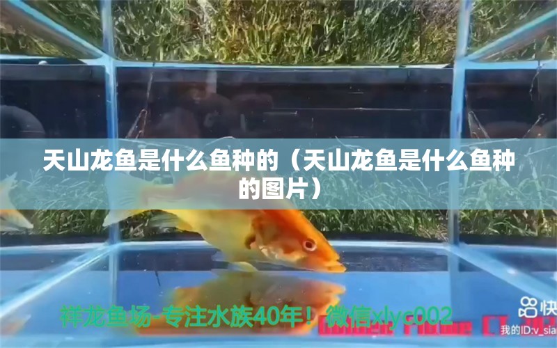 天山龙鱼是什么鱼种的（天山龙鱼是什么鱼种的图片） 祥龙水族医院