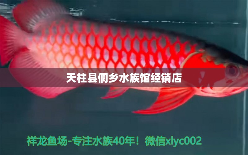 天柱县侗乡水族馆经销店 全国水族馆企业名录