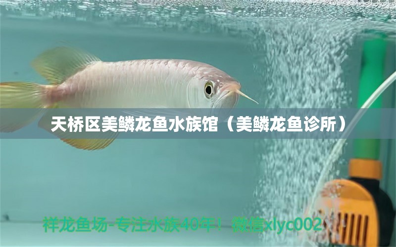 天桥区美鳞龙鱼水族馆（美鳞龙鱼诊所）