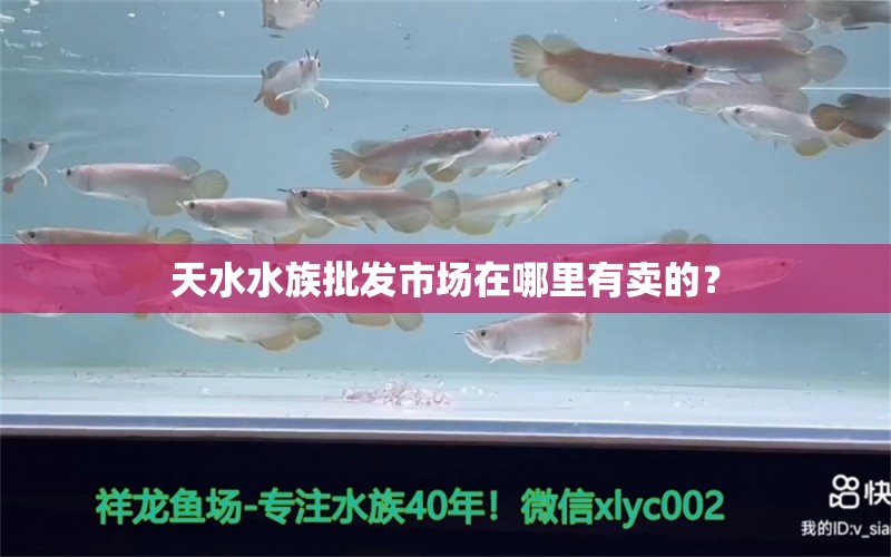 天水水族批发市场在哪里有卖的？ 观赏鱼水族批发市场