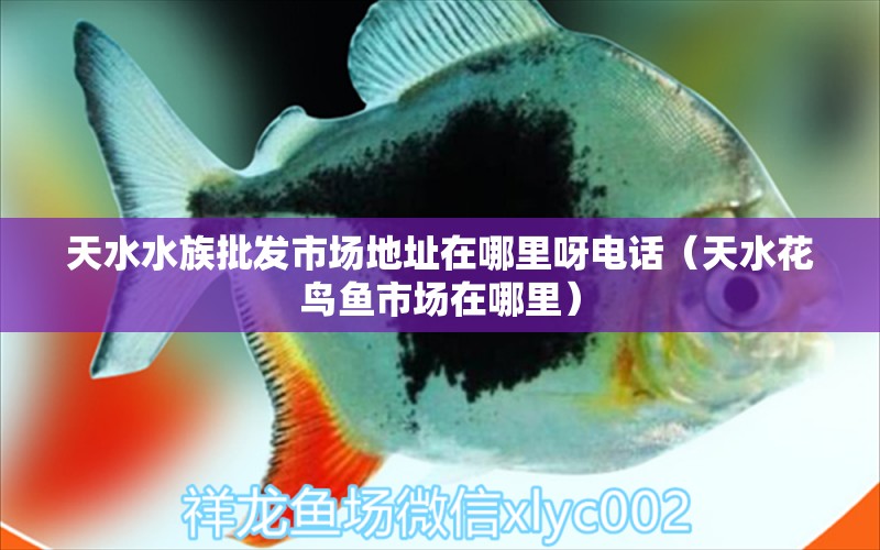 天水水族批发市场地址在哪里呀电话（天水花鸟鱼市场在哪里）