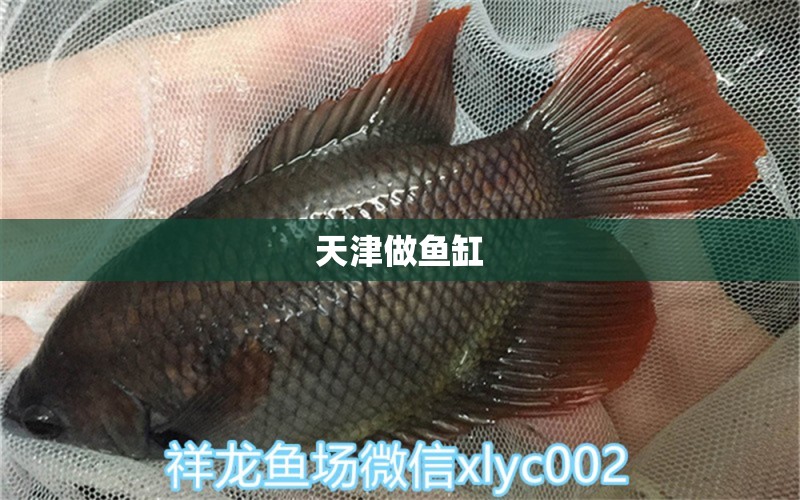 天津做鱼缸 其他品牌鱼缸