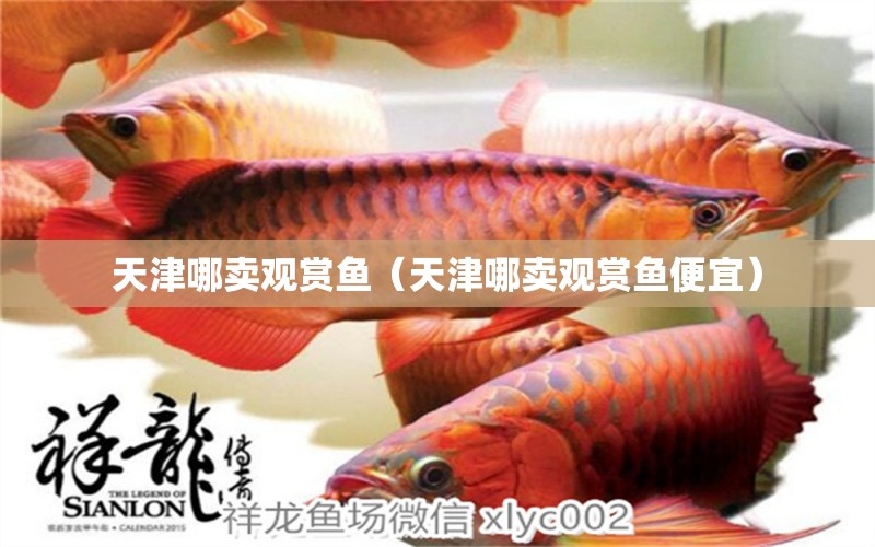 天津哪卖观赏鱼（天津哪卖观赏鱼便宜） 红龙福龙鱼