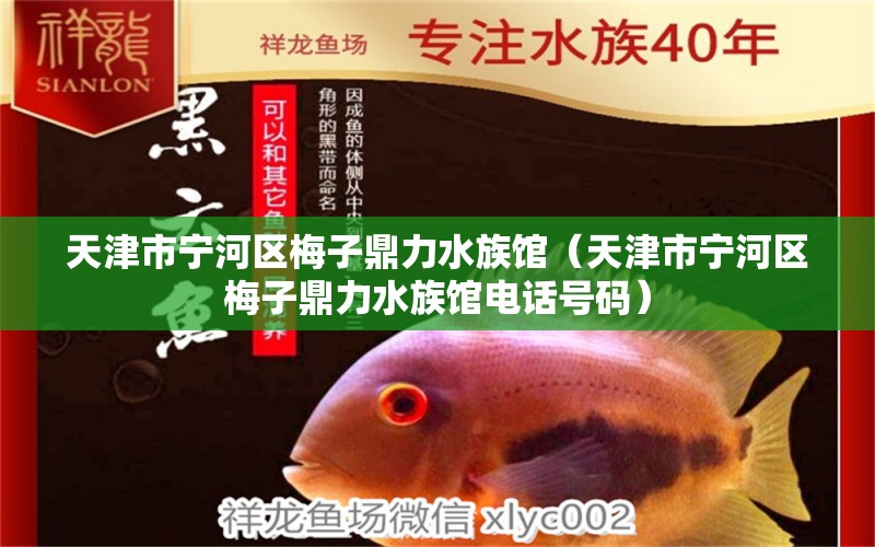 天津市宁河区梅子鼎力水族馆（天津市宁河区梅子鼎力水族馆电话号码） 全国水族馆企业名录