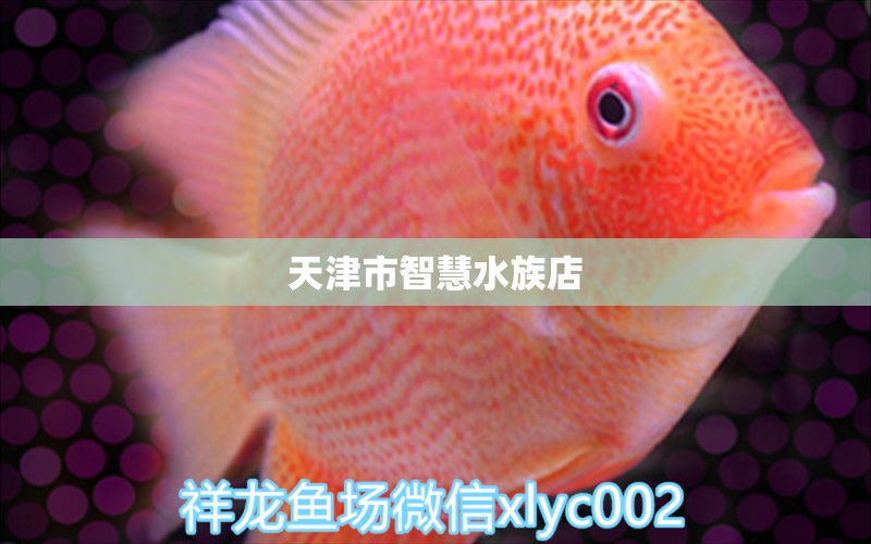 天津市智慧水族店