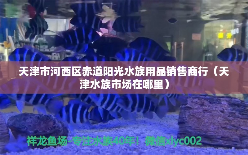 天津市河西区赤道阳光水族用品销售商行（天津水族市场在哪里） 水族用品