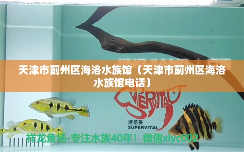 天津市蓟州区海洛水族馆（天津市蓟州区海洛水族馆电话） 全国水族馆企业名录