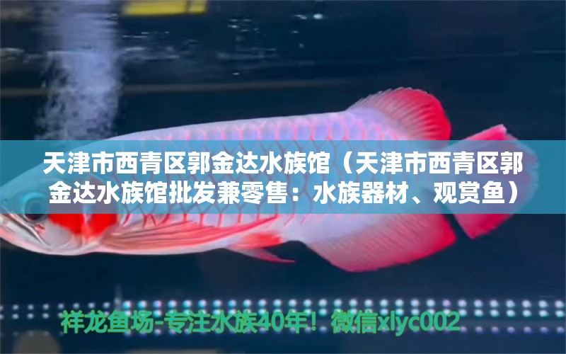 天津市西青区郭金达水族馆（天津市西青区郭金达水族馆批发兼零售：水族器材、观赏鱼） 全国观赏鱼市场 第2张