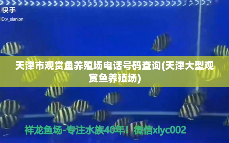 天津市观赏鱼养殖场电话号码查询(天津大型观赏鱼养殖场) 苏虎苗（苏门答腊虎鱼苗）