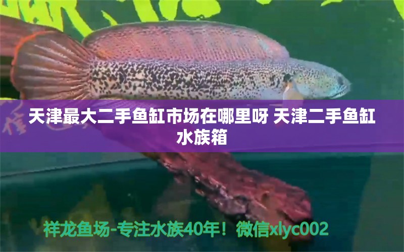 天津最大二手鱼缸市场在哪里呀 天津二手鱼缸水族箱