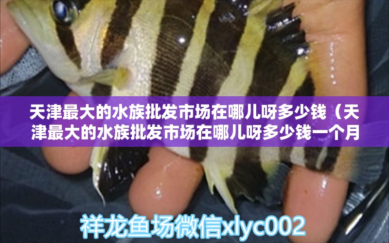 天津最大的水族批发市场在哪儿呀多少钱（天津最大的水族批发市场在哪儿呀多少钱一个月）