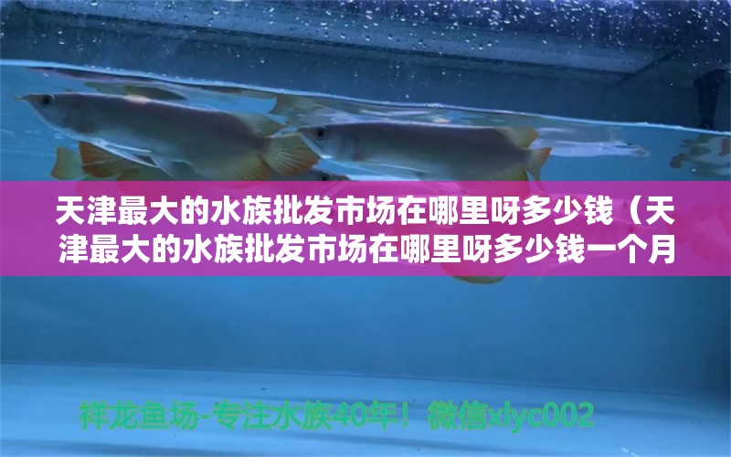 天津最大的水族批发市场在哪里呀多少钱（天津最大的水族批发市场在哪里呀多少钱一个月）