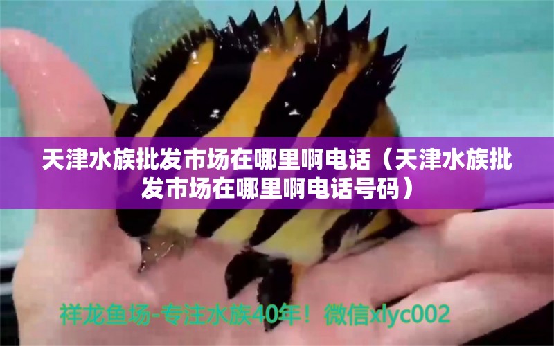 天津水族批发市场在哪里啊电话（天津水族批发市场在哪里啊电话号码）