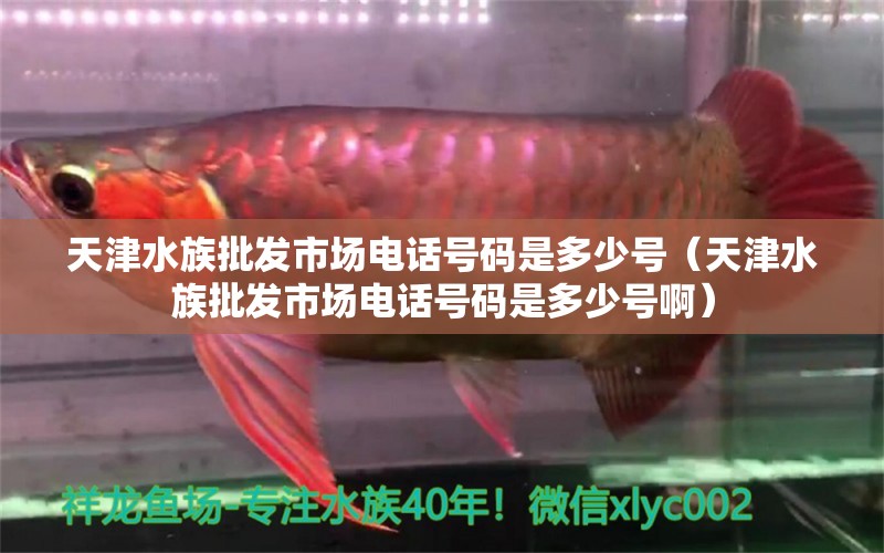 天津水族批发市场电话号码是多少号（天津水族批发市场电话号码是多少号啊）